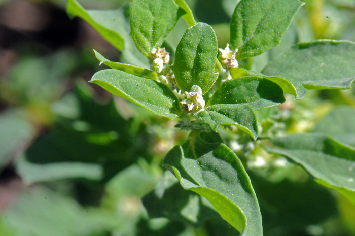 Mat Amaranth has small male and female flowers (monecious) from leaf axils. Note here in the photo that the female flowers are lacking the yellow-tipped stamens shown in the photo above. Amaranthus blitoides